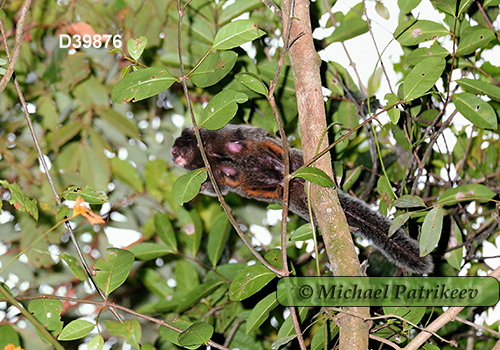 Black-tufted Marmoset (Callithrix penicillata)